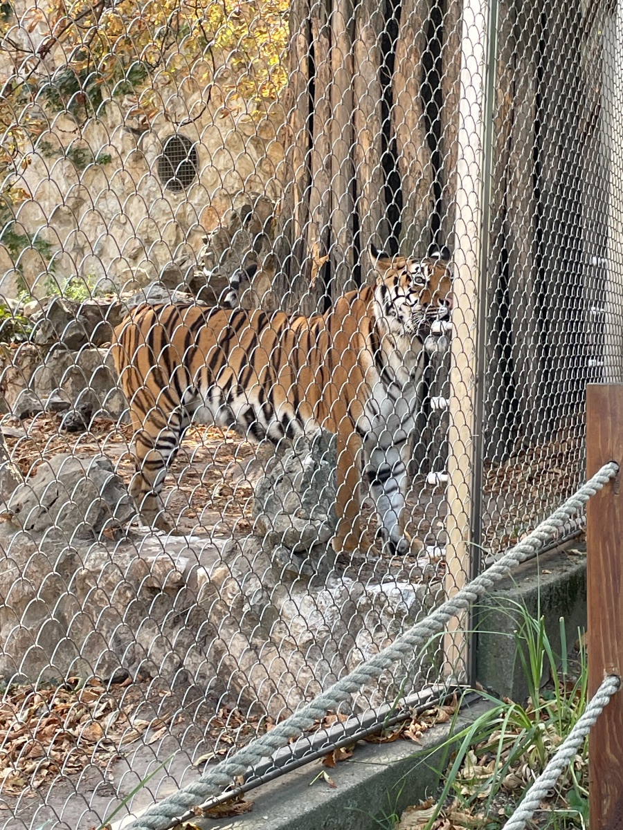 Tiger! 🐅 